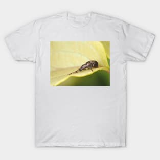 Tiny weevil beetle identified as Sciopithes obscurus - Obscure Root Weevil T-Shirt
